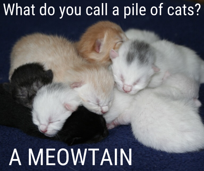 Very Punny Writers Write very-punny-writers-write